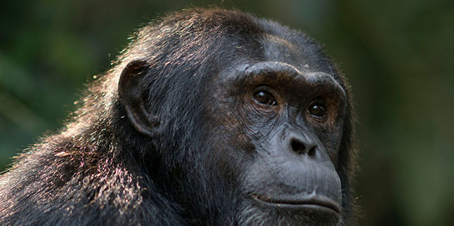 Uganda-Primates