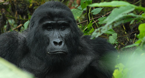 gorilla safari tour